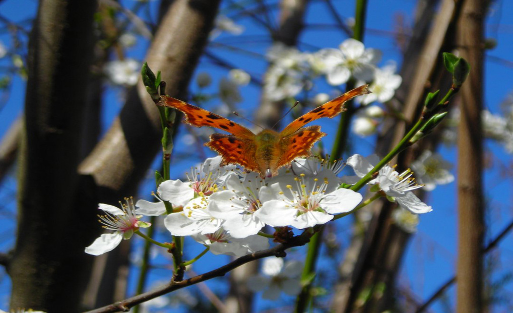 Frühling ...
